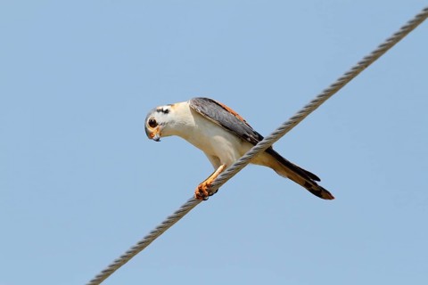 American Common Kestrel