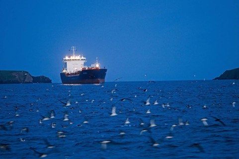 Manx Shearwater