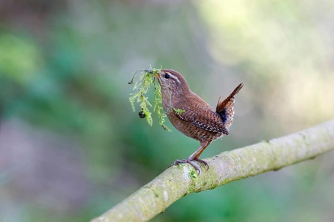Winter Wren