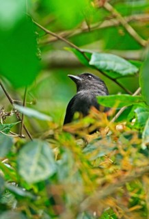 Jamaican Becard