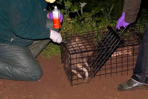 Eurasian Badger