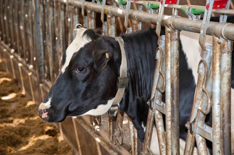 Domestic Cattle