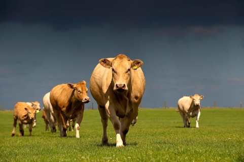 Domestic cattle