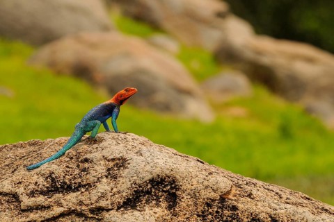 Rock Agama