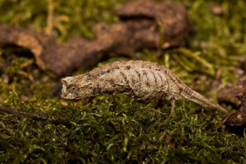 Madagascar ground chameleon