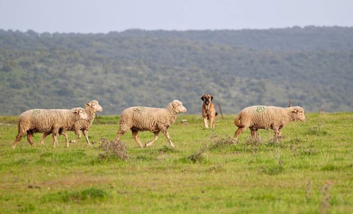Domestic sheep