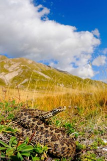 Orsini's Viper