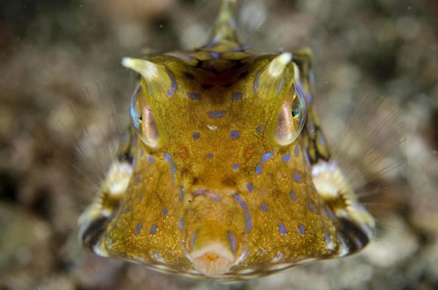 Thorny cowfish