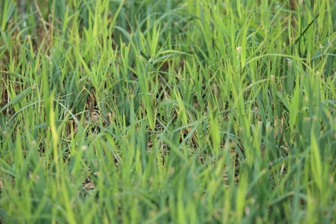 Common Snipe