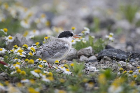 Arctic tern