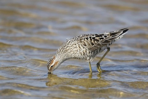 Stilt Sandpiper