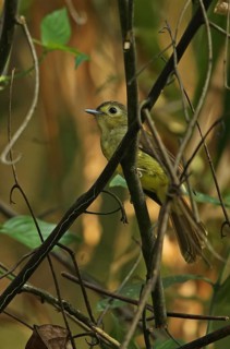 Hairy-backed Bulbul