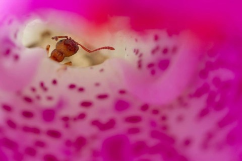 Ant