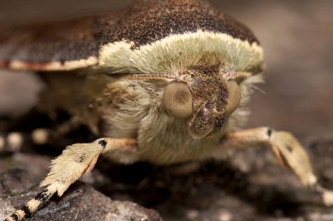 Lesser Broad-bordered Yellow Underwing