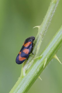 Red-and-black froghopper