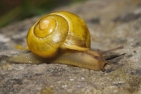 White-lipped Banded Snail