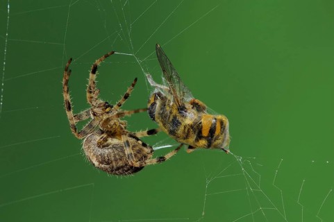 Garden cross spider