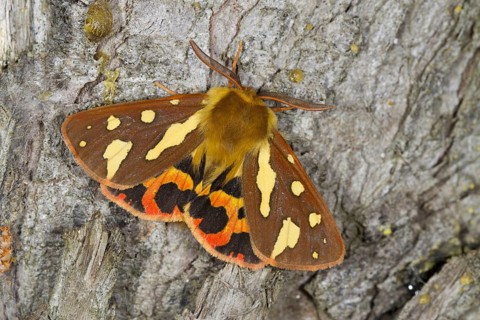 Tiger moth