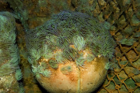 Opelet anemone