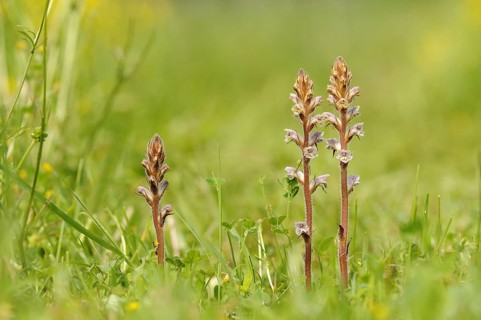 Common Broomrape