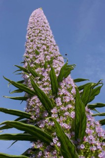 Giant tree echium
