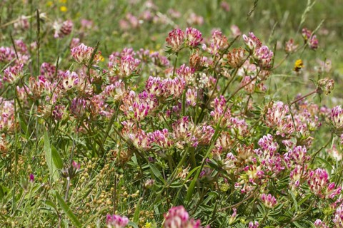 Kidney-vetch pink-flowered form
