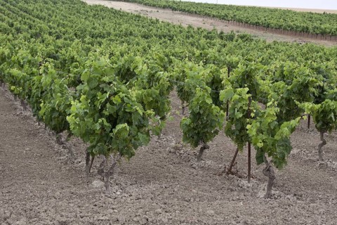 These grapes