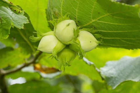 Common common hazel