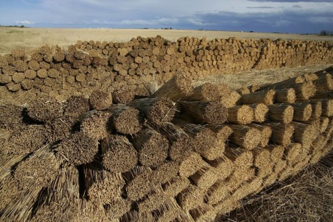 Reed cutting