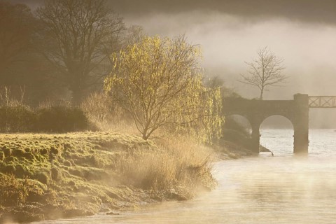 View of river and willow tree in the mist at dawn
