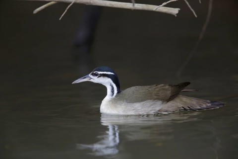 Heliopais