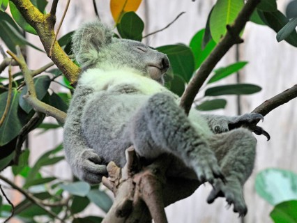 Koala bear