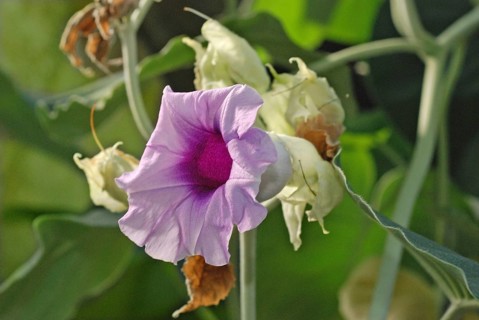 Hawaiian Baby Wood Rose