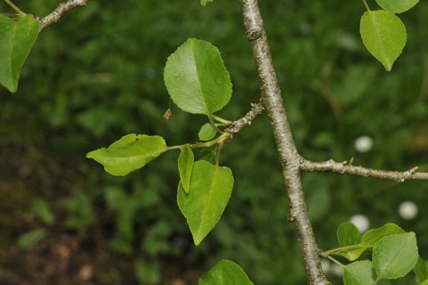 Stone Vetch