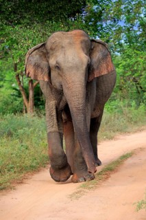 Sri lankan elephant