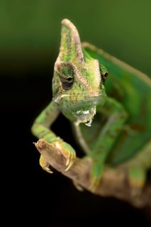 Veiled chameleon