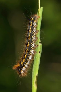 Grasshopper