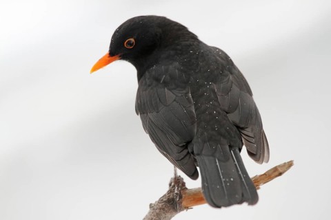 Blackbird