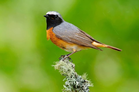 Redstart