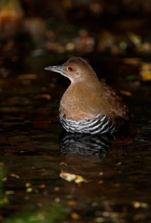 Slaty-legged Crake