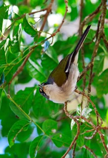 White-winged warbler
