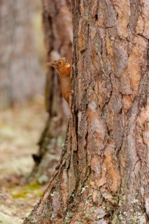 Eurasian red squirrel