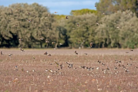 Eurasian tree sparrow