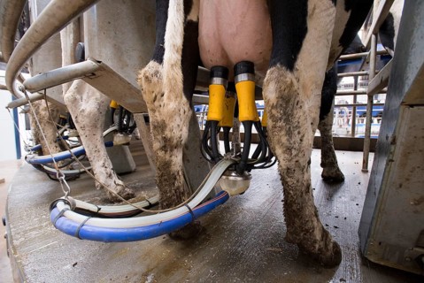 Dairy farming