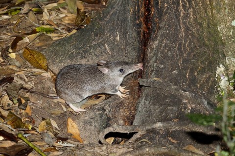 Long-nosed bandicoot