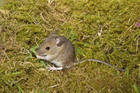 Sylvaemus sylvaticus