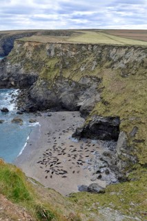Grey seal