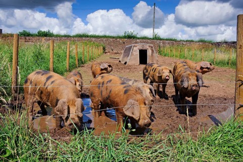 Domestic Pig
