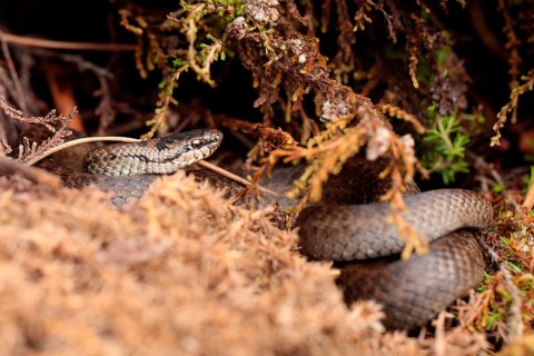 Smooth snake