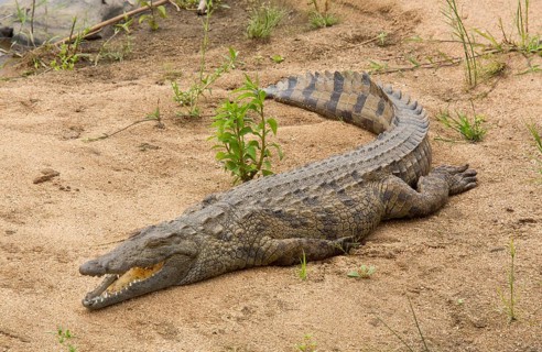 Nile Crocodile
